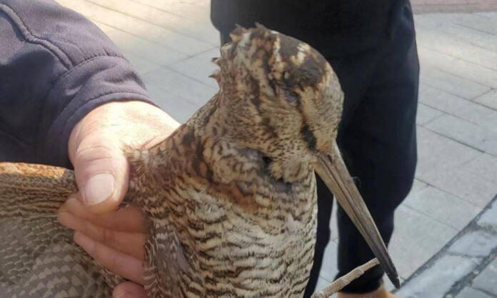 The Nanjinger - Injured but Released back into Wild; Slowest Bird in the World Captured in Suzhou