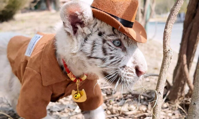 The Nanjinger - Little White Tiger Takes to Catwalk in Nantong Showing off Latest Fashion