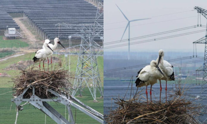 The Nanjinger - Oriental White Storks Nest in 220kV Transmission Tower in Suqian; What to Do?