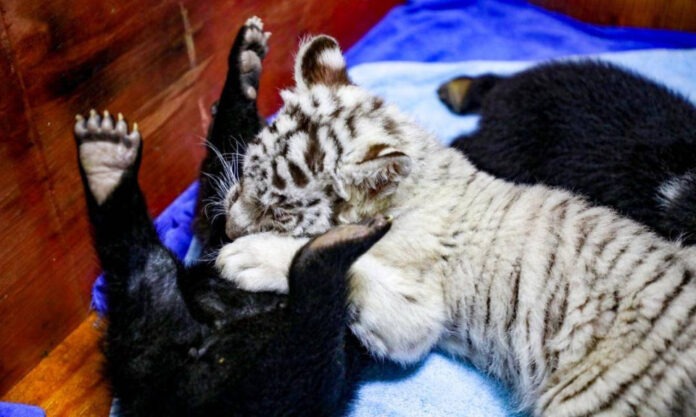 The Nanjinger - Sparks Fly in Nantong as Baby Bear Mistakes Tiger Kitten for Mother