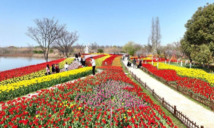 The Nanjinger - Half a Million Tulips! Sea of Flowers in Suqian Scenic Area