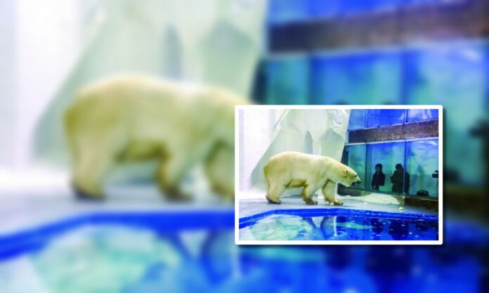 The Nanjinger - Polar Bear’s Blind Date was Failure; 20 Hour Bus Ride Home to Nanjing