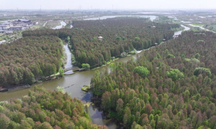 The Nanjinger - Wetland Park in Yangzhou becomes Paradise for Birds