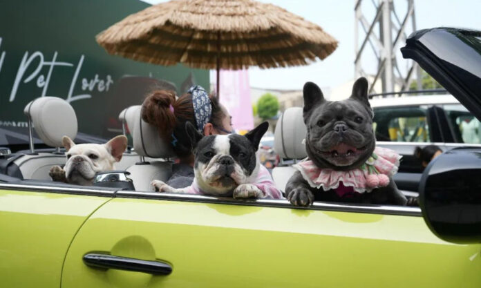 The Nanjinger - Pet & Car Expo Opens in Wuxi to Unleash Consumer Vitality!