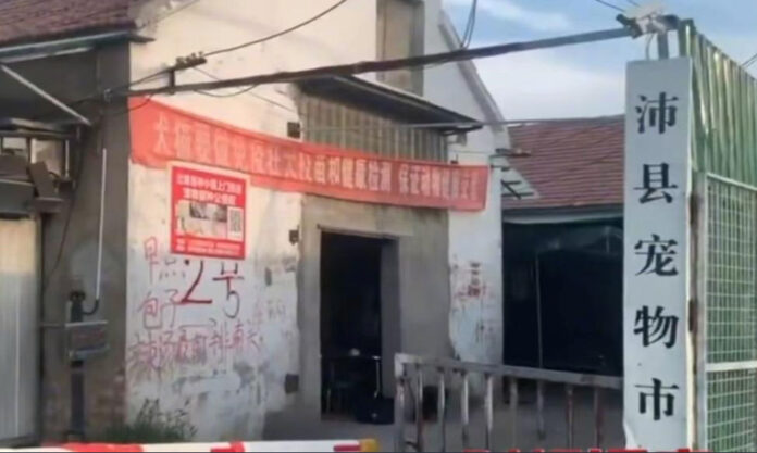 The Nanjinger - Pet Market in Xuzhou Shut Down after National TV News Exposé