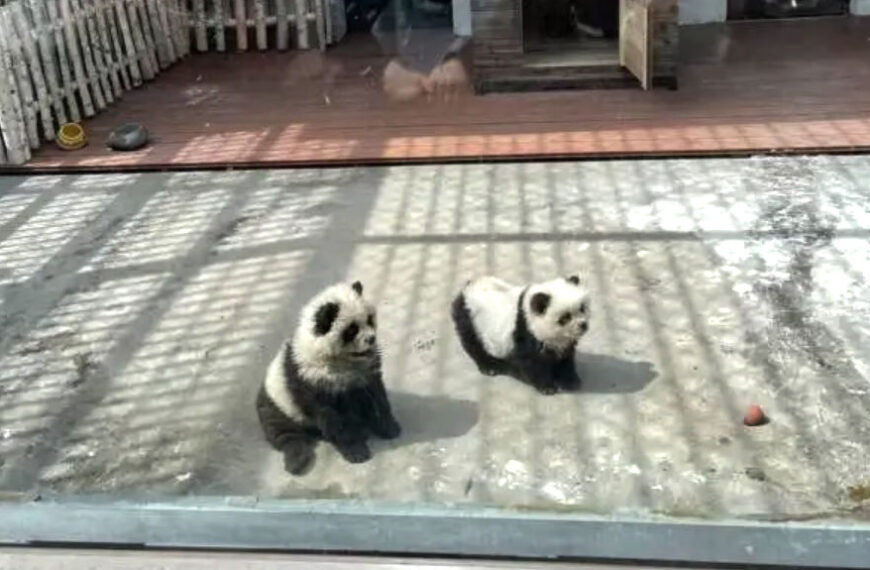 The Nanjinger - Scandal Erupts as Dogs Dyed to Look Like Pandas in Taizhou Zoo