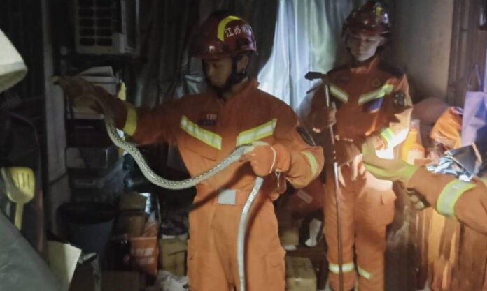 The Nanjinger - Snake Attack! Zhenjiang Fire Rescue Receives Multiple Calls Every Day