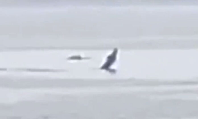 The Nanjinger - False Killer Whales Spotted Playing & Hunting in Sea off Nantong
