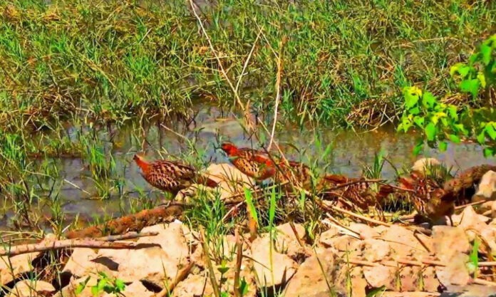 The Nanjinger - Grey Breasted Bamboo Partridges Decide to Make Nanjing their Home
