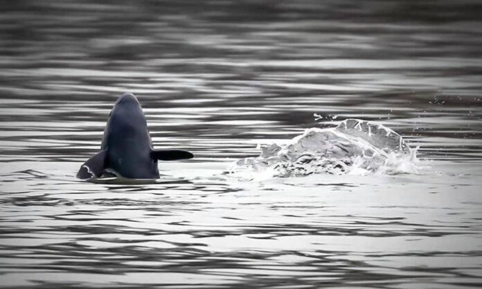 The Nanjinger - Is this the Most Beautiful Photo of a Yangtze River Finless Porpoise Ever Taken?