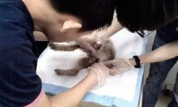 The Nanjinger - Neighbour’s Dog Stolen, Abused & Returned by Changzhou Woman; 10 Days Detention