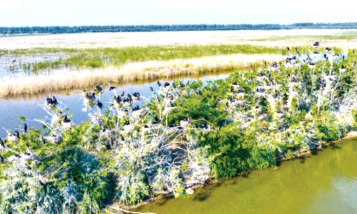 The Nanjinger - Over 200 Cormorants Build Nests in Yancheng; Most have Hatched Eggs