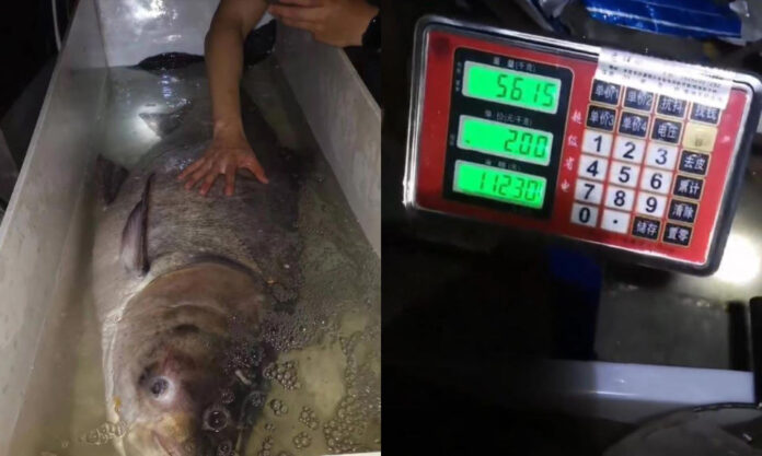 The Nanjinger - Angler in Suzhou Smashes World Record; Catches 56KG Bighead Carp