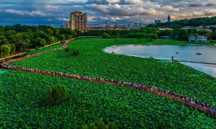 The Nanjinger - Crowds Flock to Nanjing Xuanwu Lake as Lotus Flowers Begin Blooming