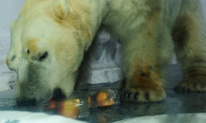 The Nanjinger - Polar Bears in Nanjing get to Cool Down Feasting on Unique Ice Cubes