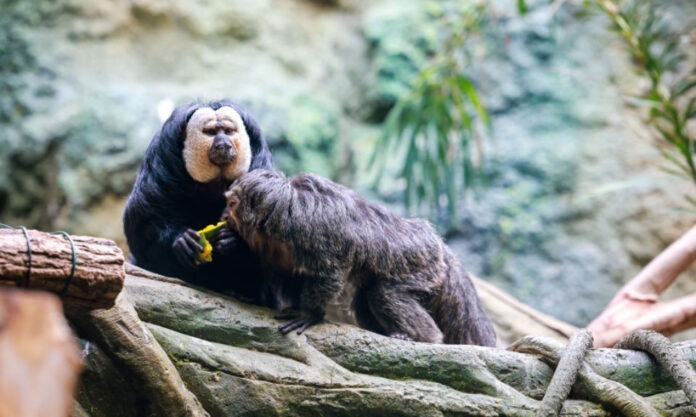 The Nanjinger - Guess who are Proud New Parents? Supreme Monkey Photo Op in Nanjing