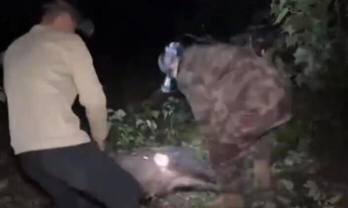 The Nanjinger - Bounty Hunters in Nanjing Can make up to ¥2,950 per Head of Wild Boar
