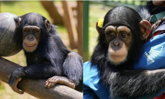 The Nanjinger - Chimp in Wuxi Celebrates Orangutan Awareness Week Throwing Balls of Faeces