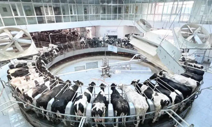 The Nanjinger - How do the Cows Feel about their New “Smart Ranch” in Yangzhou?