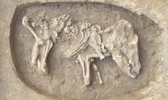The Nanjinger - Archeological Discoveries Find Evidence of Civilisation in Nanjing 6,300 Years Ago