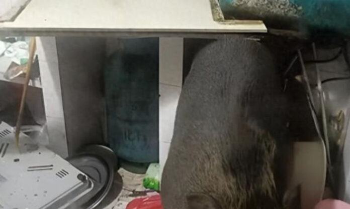 The Nanjinger - Bizarre! Wild Boar Crashes through Ceiling to Bite Homeowner on the Toe