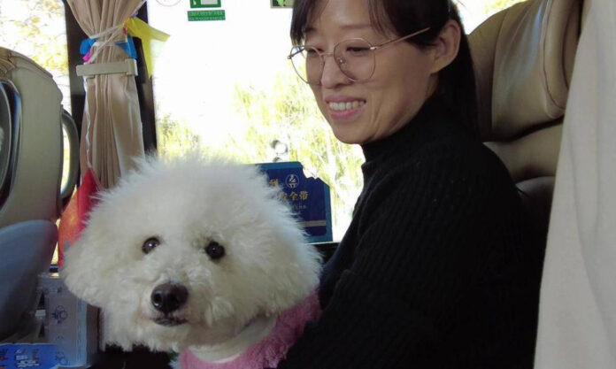 The Nanjinger - No Pets on Public Transport? Not anymore as “Paw Bus” Enters Service in Wuxi
