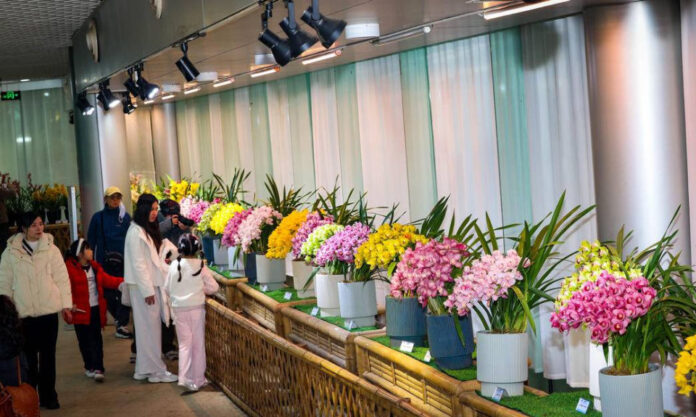 The Nanjinger - Nanjing Zhongshan Botanical Garden Renovates Orchid Exhibition for Year of the Snake