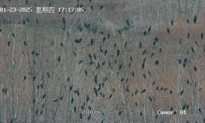 The Nanjinger - Nearly 10,000 Wild Cormorants Gather by Hongze Lake in Suqian