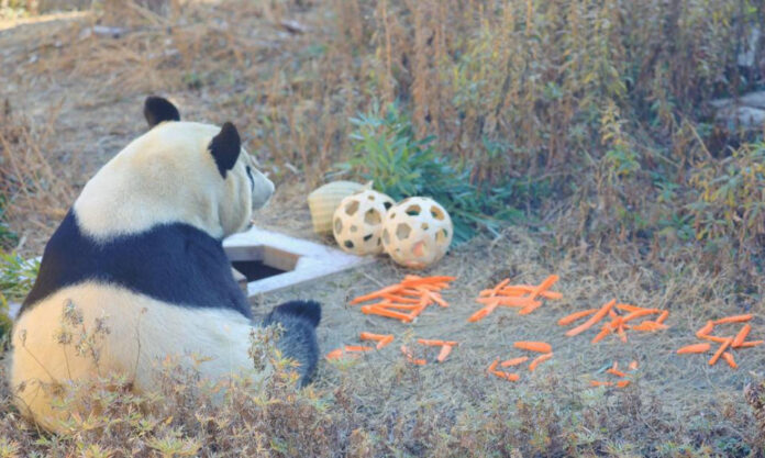 The Nanjinger - Pandas Bemused at New Year’s Dinner Laid for them at Zoo in Nantong