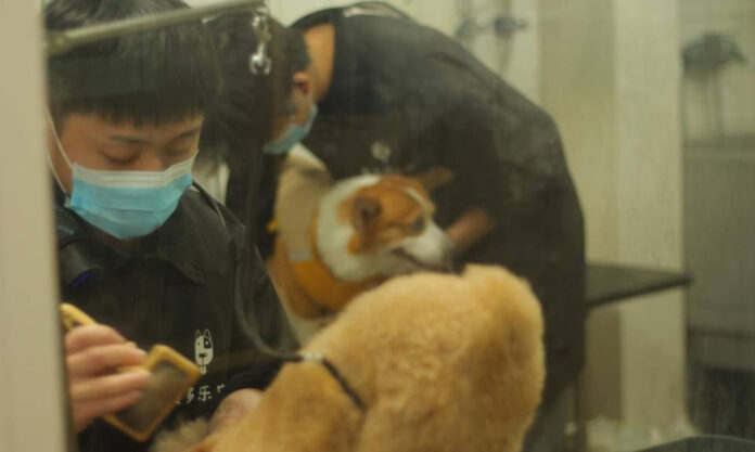 The Nanjinger - Queues for Pet Grooming pre CNY in Nanjing despite Pice Hikes of 50%