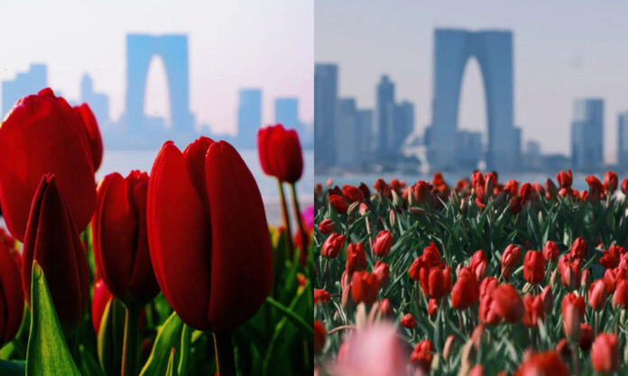 The Nanjinger - Crowds Flock to Take Photos by Sea of Tulips in Suzhou